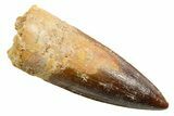 Fossil Spinosaurus Tooth - Real Dinosaur Tooth #362909-1